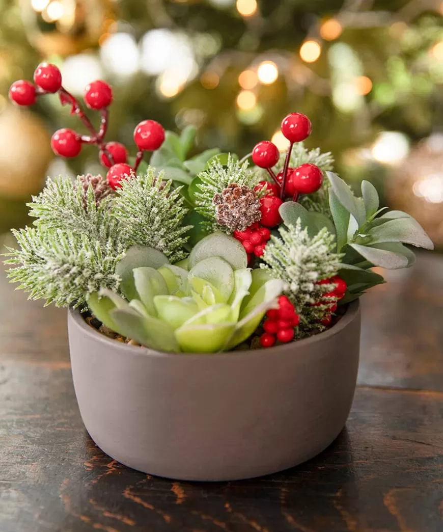 Joe Browns Home Accessories | Christmas Homeware*Tis The Season Succulent